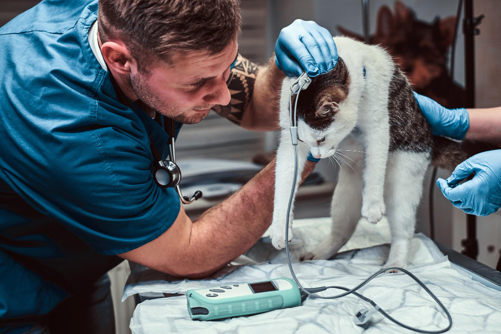 Atendimento de emergência veterinária com cão em maca